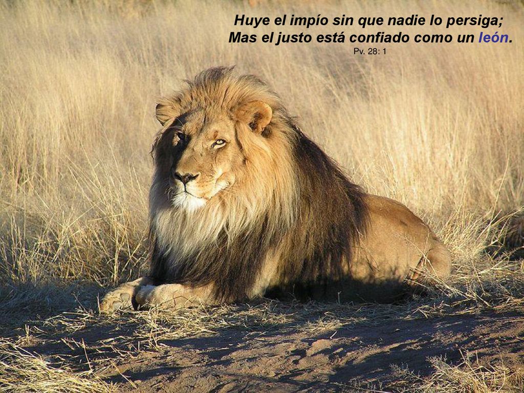 Huye el impío sin que nadie lo persiga; Mas el justo está confiado como un león.
