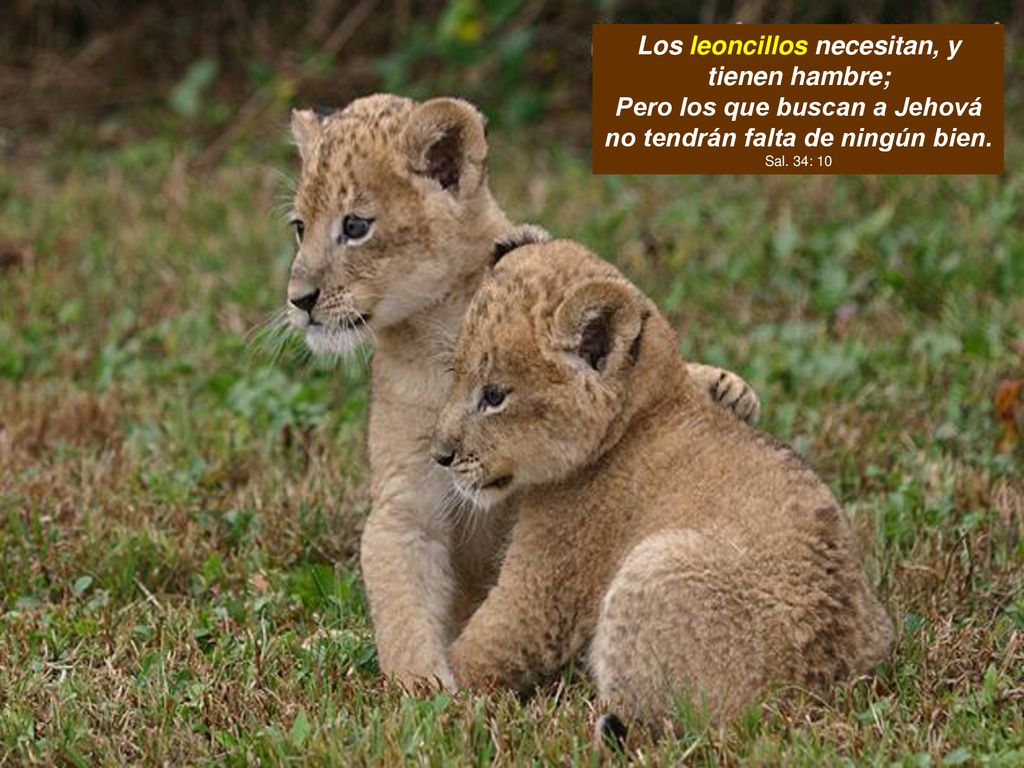 Los leoncillos necesitan, y tienen hambre; Pero los que buscan a Jehová no tendrán falta de ningún bien.