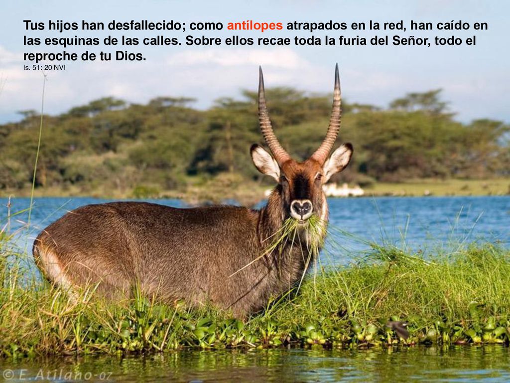Tus hijos han desfallecido; como antílopes atrapados en la red, han caído en las esquinas de las calles. Sobre ellos recae toda la furia del Señor, todo el reproche de tu Dios.
