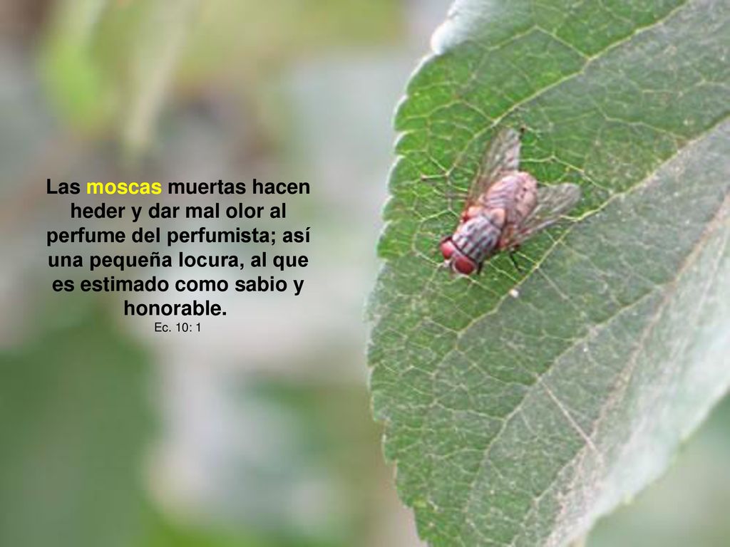 Las moscas muertas hacen heder y dar mal olor al perfume del perfumista; así una pequeña locura, al que es estimado como sabio y honorable.
