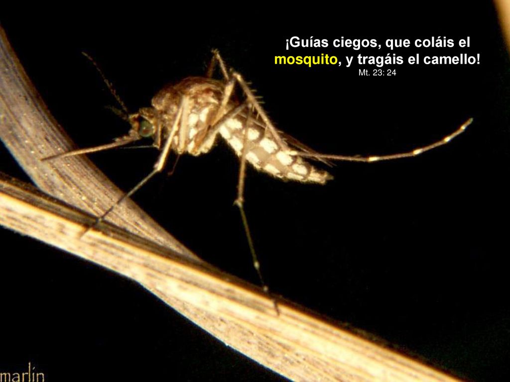 ¡Guías ciegos, que coláis el mosquito, y tragáis el camello!