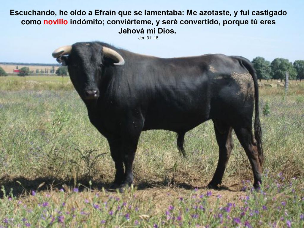 Escuchando, he oído a Efraín que se lamentaba: Me azotaste, y fui castigado como novillo indómito; conviérteme, y seré convertido, porque tú eres Jehová mi Dios.