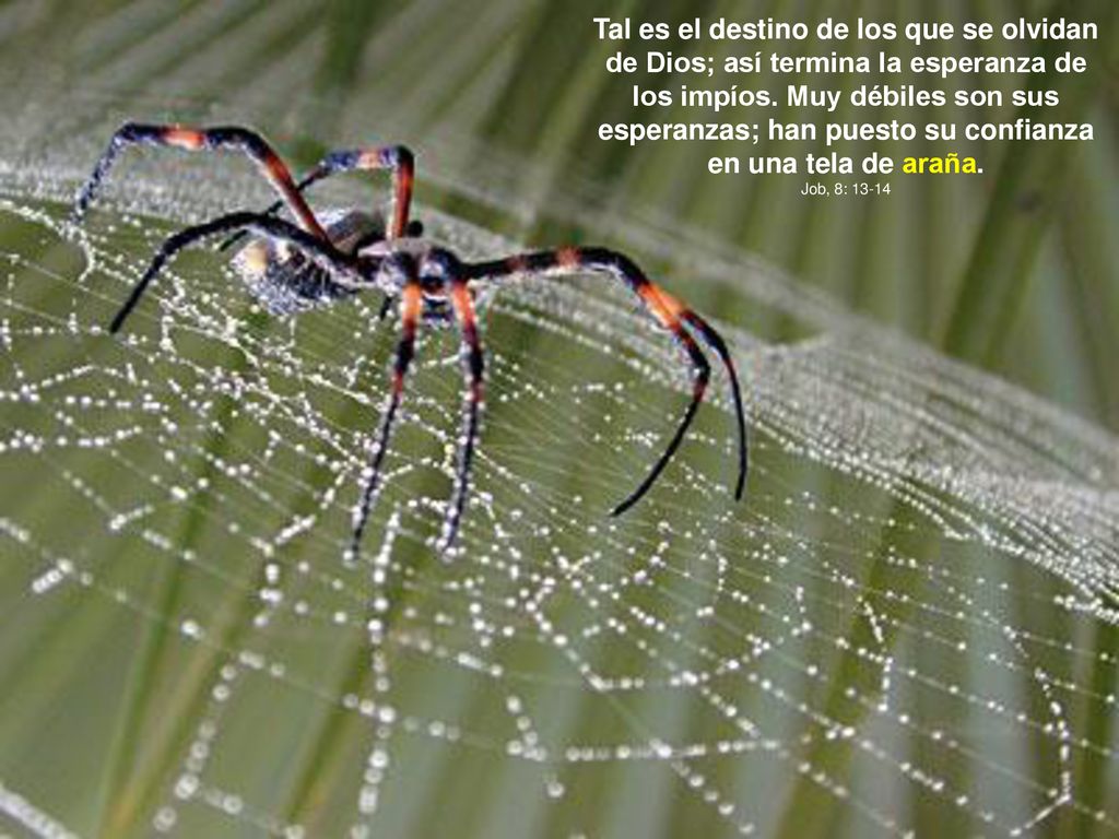 Tal es el destino de los que se olvidan de Dios; así termina la esperanza de los impíos. Muy débiles son sus esperanzas; han puesto su confianza en una tela de araña.