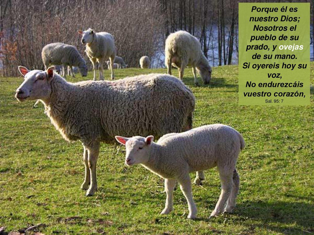 Porque él es nuestro Dios; Nosotros el pueblo de su prado, y ovejas de su mano. Si oyereis hoy su voz, No endurezcáis vuestro corazón,
