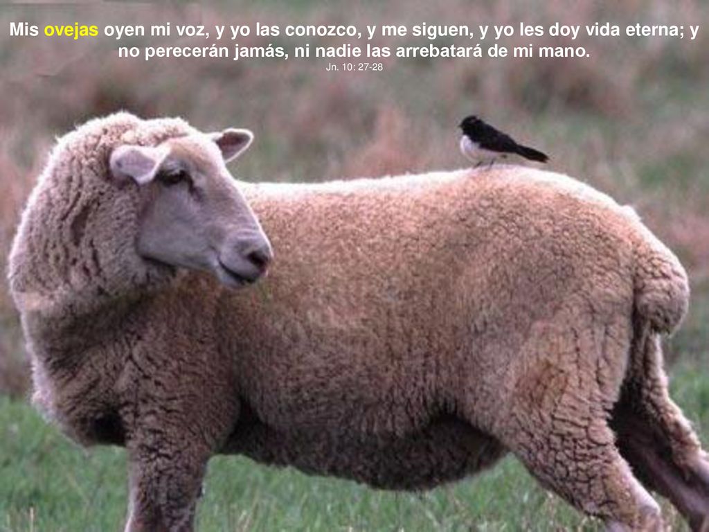 Mis ovejas oyen mi voz, y yo las conozco, y me siguen, y yo les doy vida eterna; y no perecerán jamás, ni nadie las arrebatará de mi mano.