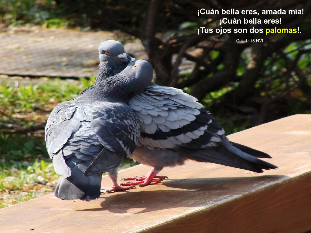 ¡Cuán bella eres, amada mía! ¡Tus ojos son dos palomas!.