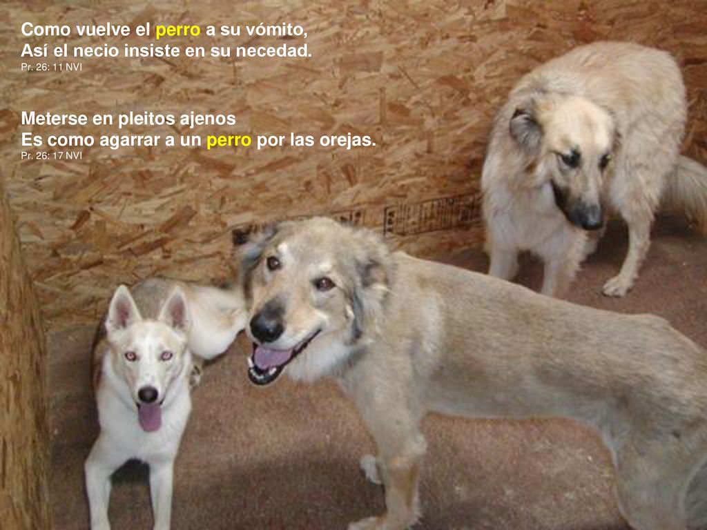 Como vuelve el perro a su vómito, Así el necio insiste en su necedad.