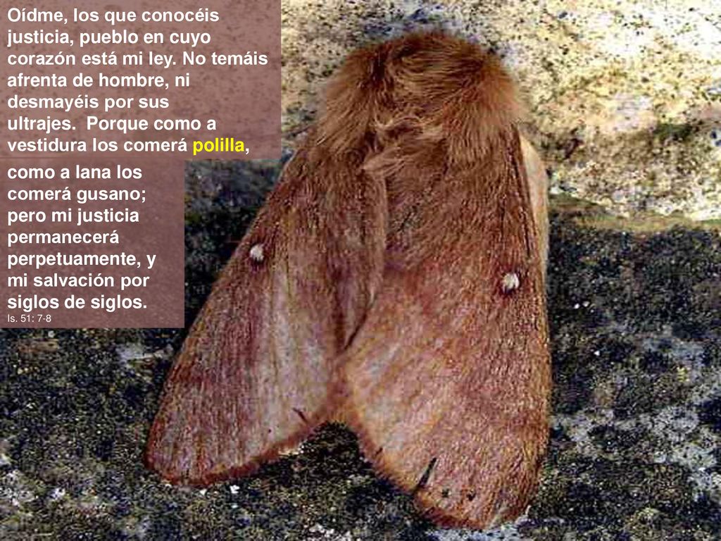 Oídme, los que conocéis justicia, pueblo en cuyo corazón está mi ley