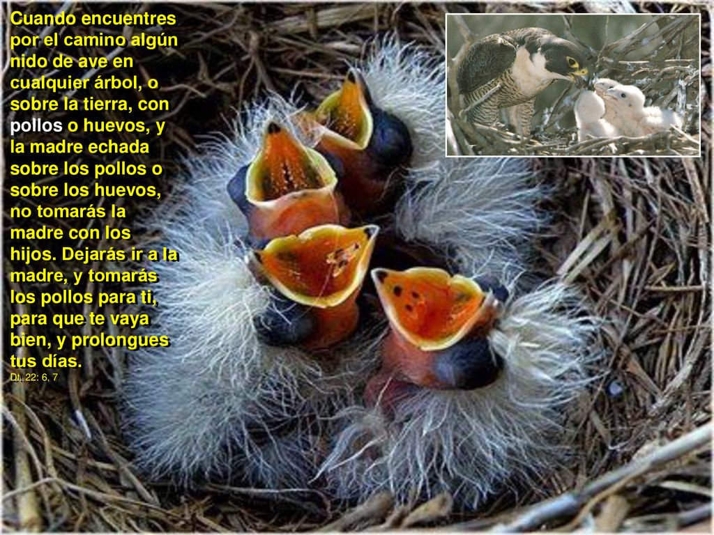 Cuando encuentres por el camino algún nido de ave en cualquier árbol, o sobre la tierra, con pollos o huevos, y la madre echada sobre los pollos o sobre los huevos, no tomarás la madre con los hijos. Dejarás ir a la madre, y tomarás los pollos para ti, para que te vaya bien, y prolongues tus días.