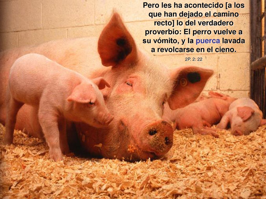 Pero les ha acontecido [a los que han dejado el camino recto] lo del verdadero proverbio: El perro vuelve a su vómito, y la puerca lavada a revolcarse en el cieno.