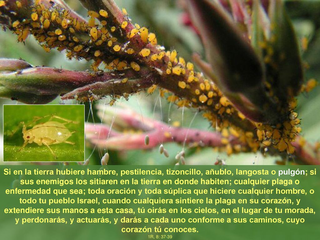 Si en la tierra hubiere hambre, pestilencia, tizoncillo, añublo, langosta o pulgón; si sus enemigos los sitiaren en la tierra en donde habiten; cualquier plaga o enfermedad que sea; toda oración y toda súplica que hiciere cualquier hombre, o todo tu pueblo Israel, cuando cualquiera sintiere la plaga en su corazón, y extendiere sus manos a esta casa, tú oirás en los cielos, en el lugar de tu morada, y perdonarás, y actuarás, y darás a cada uno conforme a sus caminos, cuyo corazón tú conoces.