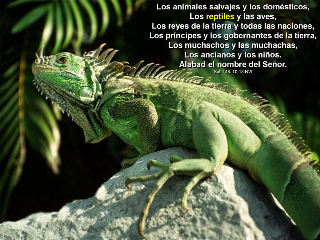 Los animales salvajes y los domésticos, Los reptiles y las aves,