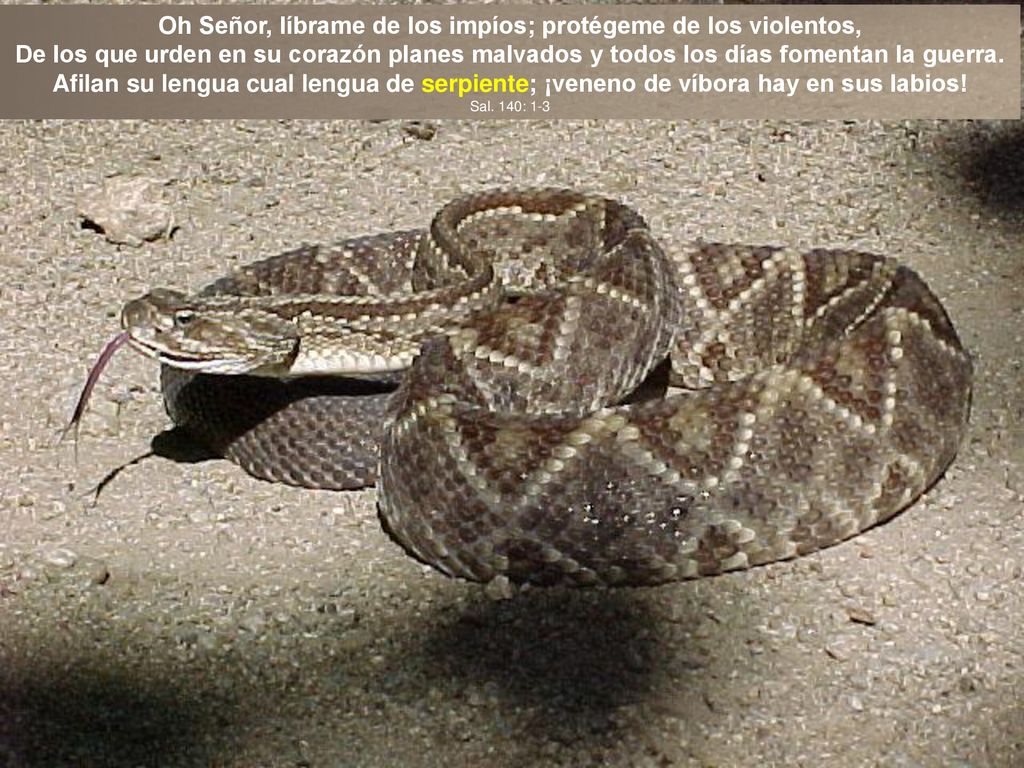 Oh Señor, líbrame de los impíos; protégeme de los violentos,