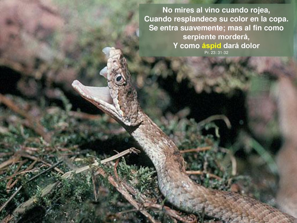 No mires al vino cuando rojea, Cuando resplandece su color en la copa.