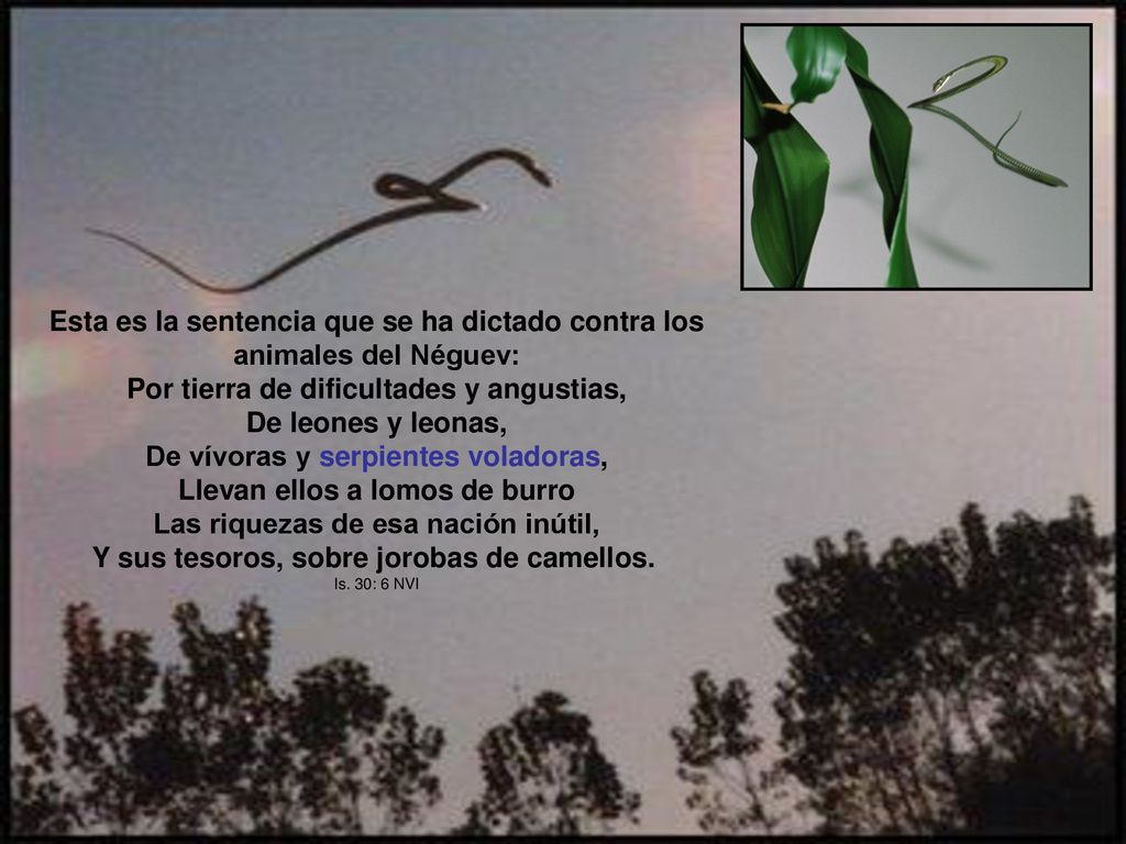 Esta es la sentencia que se ha dictado contra los animales del Néguev: