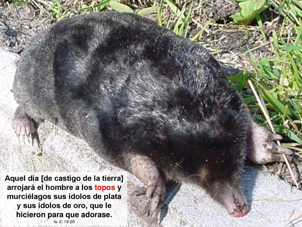 Aquel día [de castigo de la tierra] arrojará el hombre a los topos y murciélagos sus ídolos de plata y sus ídolos de oro, que le hicieron para que adorase.