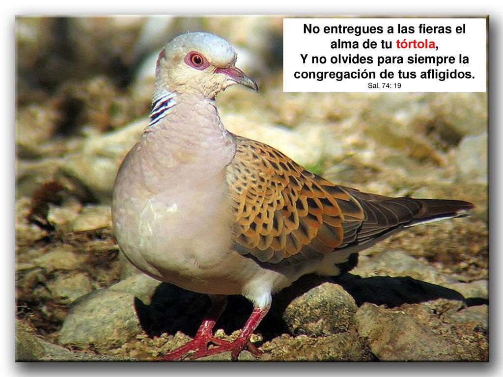 No entregues a las fieras el alma de tu tórtola, Y no olvides para siempre la congregación de tus afligidos.