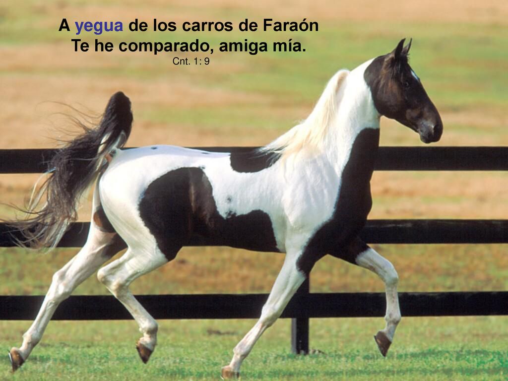 A yegua de los carros de Faraón Te he comparado, amiga mía.