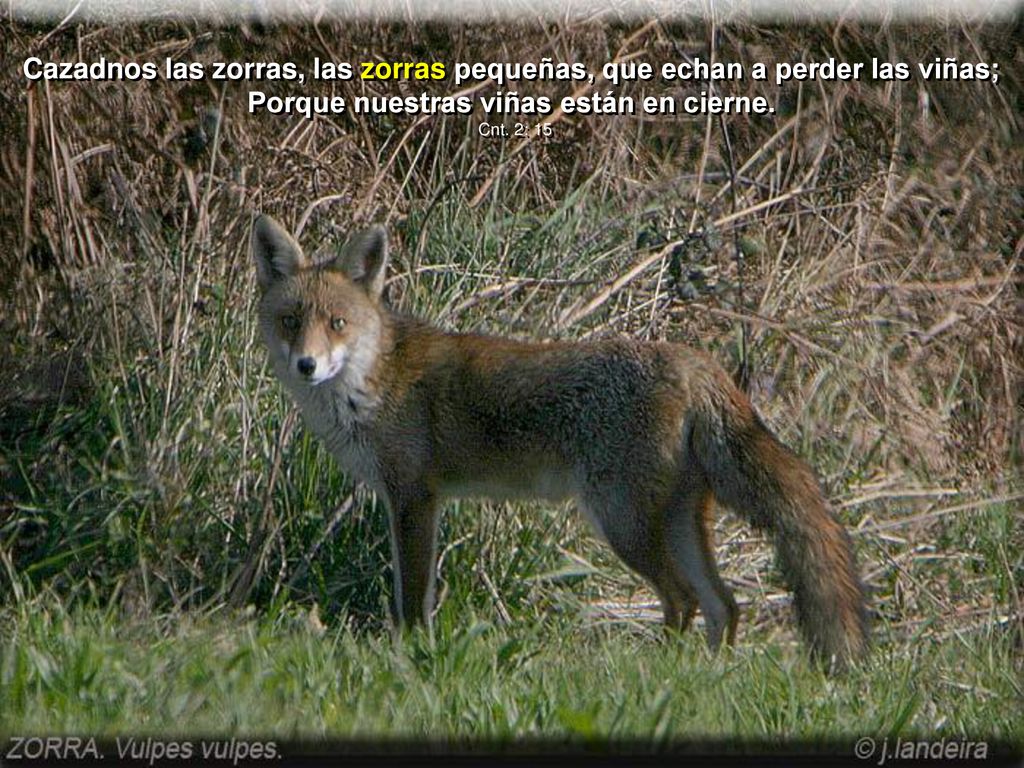 Cazadnos las zorras, las zorras pequeñas, que echan a perder las viñas; Porque nuestras viñas están en cierne.