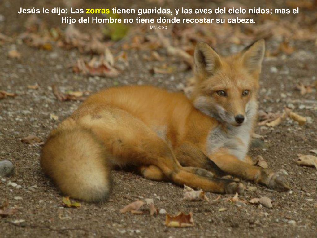Jesús le dijo: Las zorras tienen guaridas, y las aves del cielo nidos; mas el Hijo del Hombre no tiene dónde recostar su cabeza.