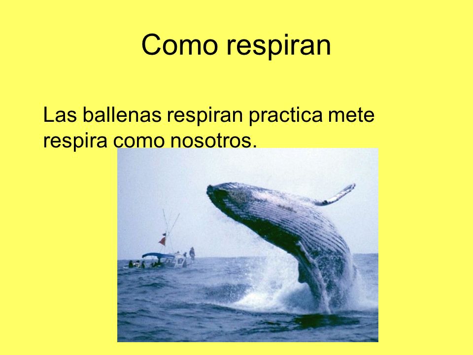 Como respiran Las ballenas respiran practica mete respira como nosotros.