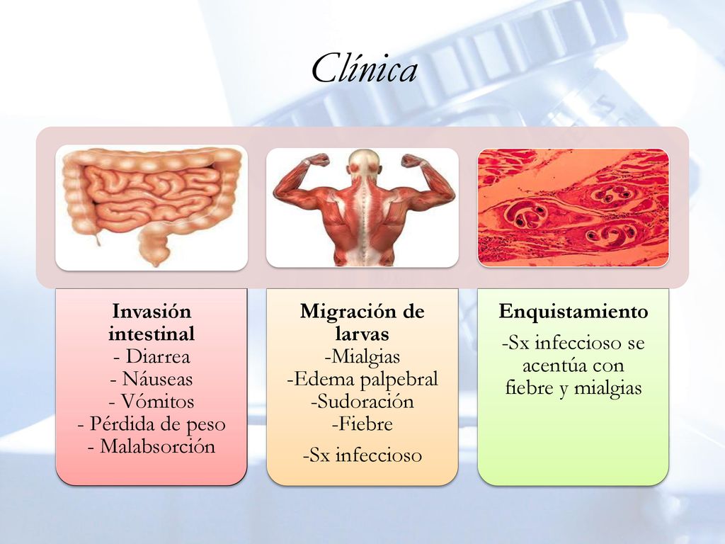 Clínica Invasión intestinal - Diarrea - Náuseas - Vómitos - Pérdida de peso - Malabsorción.