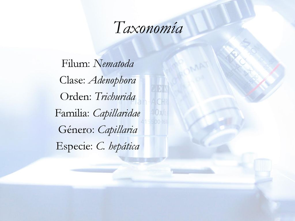 Taxonomía Filum: Nematoda Clase: Adenophora Orden: Trichurida Familia: Capillaridae Género: Capillaria Especie: C.