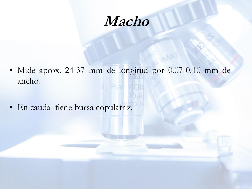 Macho Mide aprox mm de longitud por mm de ancho.