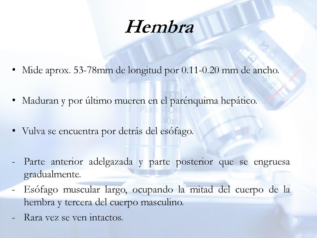 Hembra Mide aprox mm de longitud por mm de ancho.