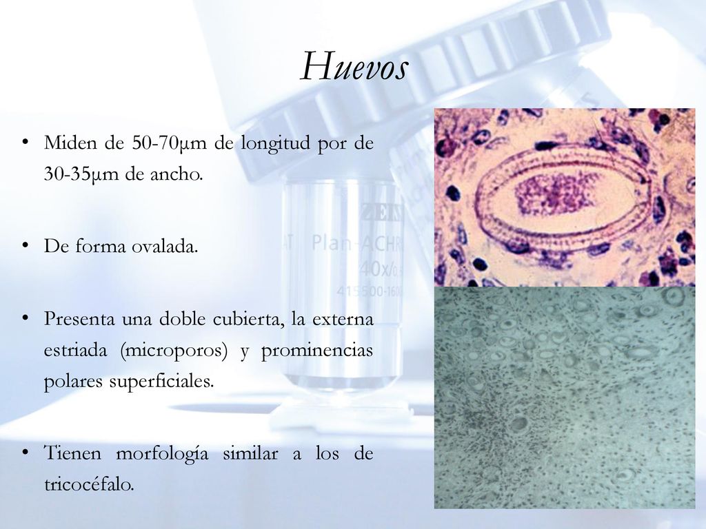 Huevos Miden de 50-70μm de longitud por de 30-35μm de ancho.