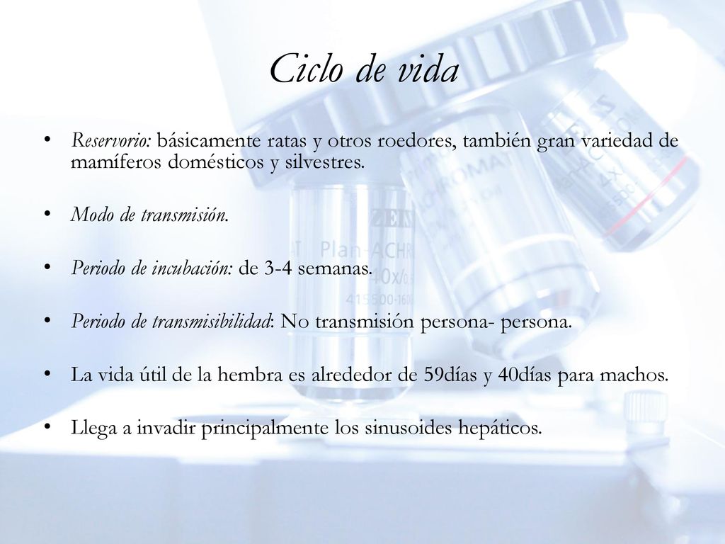 Ciclo de vida Reservorio: básicamente ratas y otros roedores, también gran variedad de mamíferos domésticos y silvestres.
