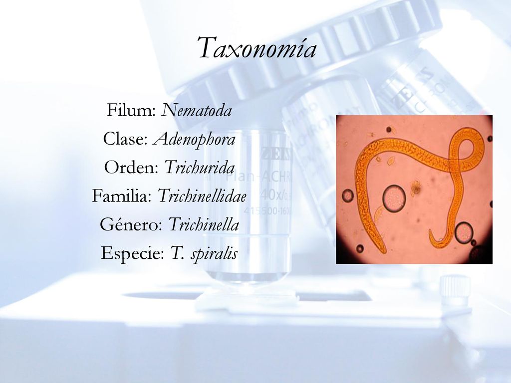 Taxonomía Filum: Nematoda Clase: Adenophora Orden: Trichurida Familia: Trichinellidae Género: Trichinella Especie: T.