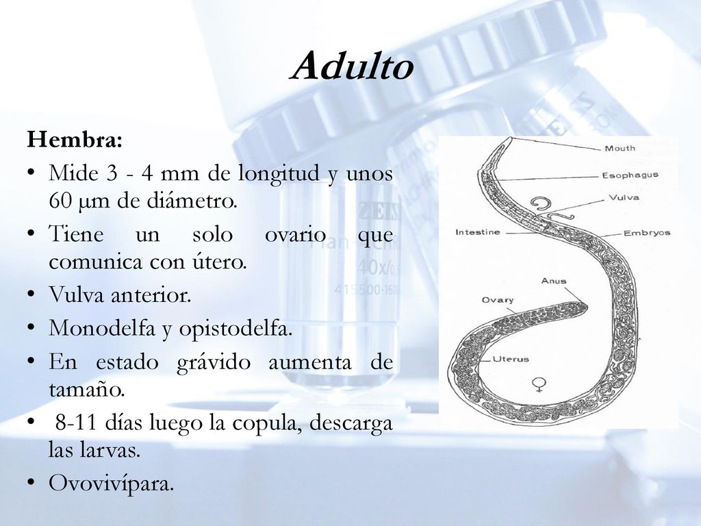 Adulto Hembra: Mide mm de longitud y unos 60 µm de diámetro.