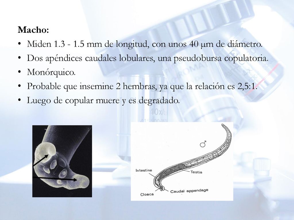Macho: Miden mm de longitud, con unos 40 µm de diámetro. Dos apéndices caudales lobulares, una pseudobursa copulatoria.