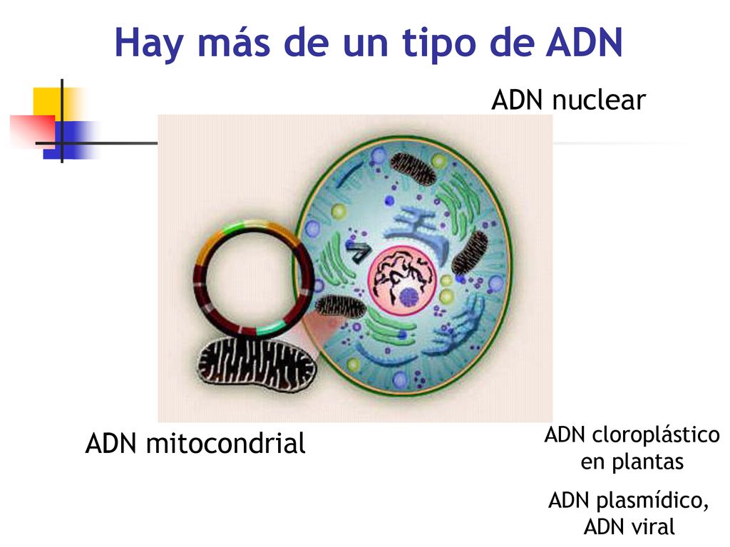 Hay más de un tipo de ADN ADN nuclear ADN mitocondrial
