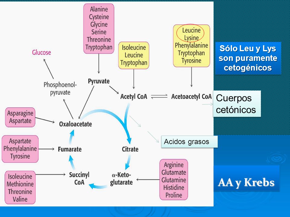 AA y Krebs Cuerpos cetónicos Sólo Leu y Lys son puramente cetogénicos