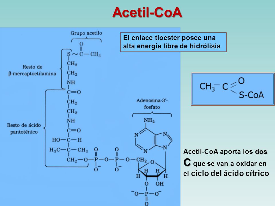 Acetil-CoA C que se van a oxidar en el ciclo del ácido cítrico