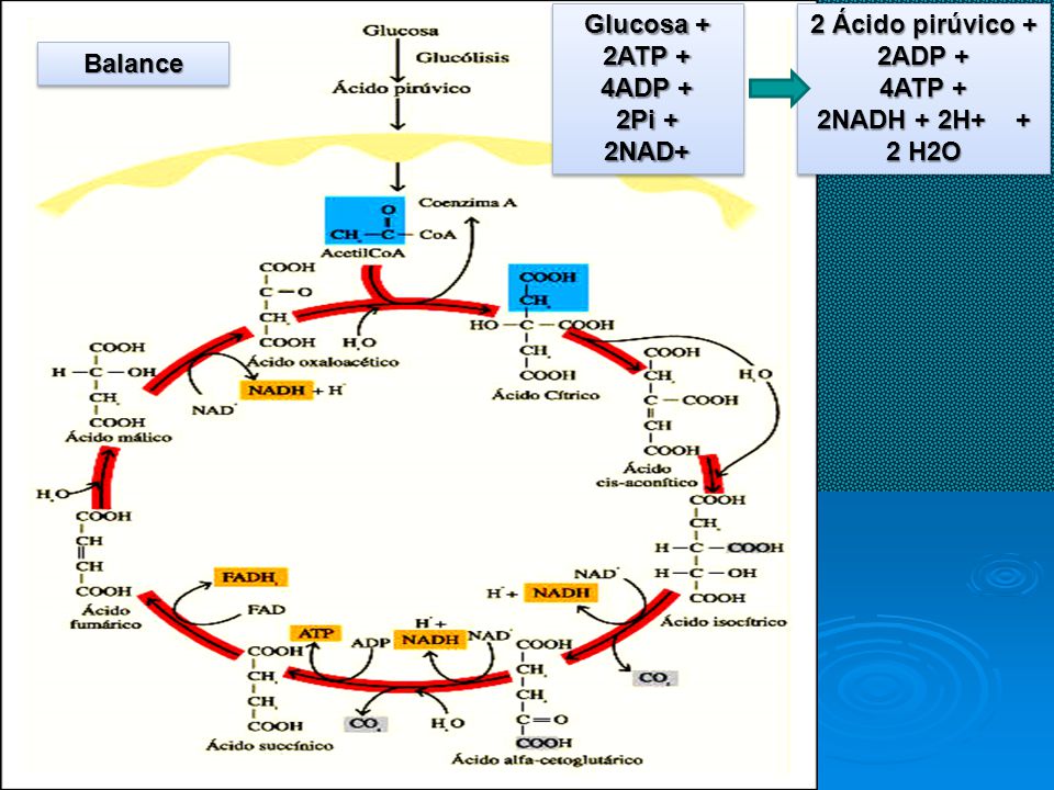 Glucosa + 2ATP + 4ADP + 2Pi + 2NAD+ 2 Ácido pirúvico + 2ADP + 4ATP + 2NADH + 2H+ + 2 H2O Balance