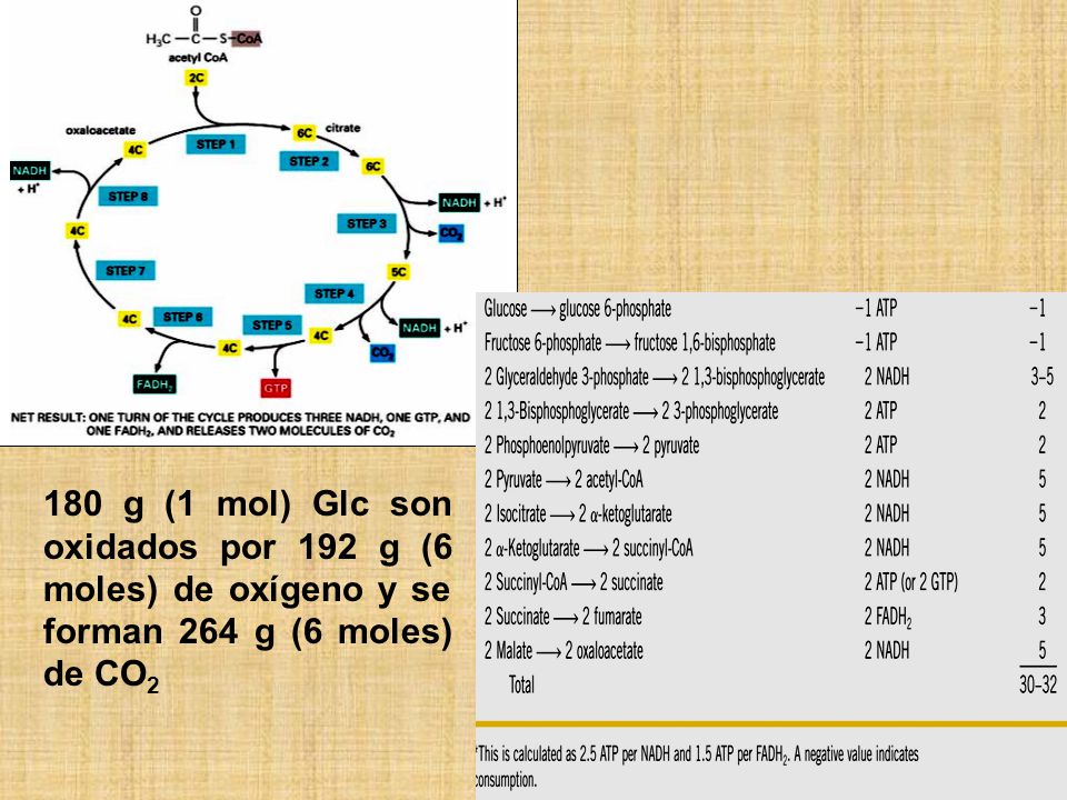 180 g (1 mol) Glc son oxidados por 192 g (6 moles) de oxígeno y se forman 264 g (6 moles) de CO2