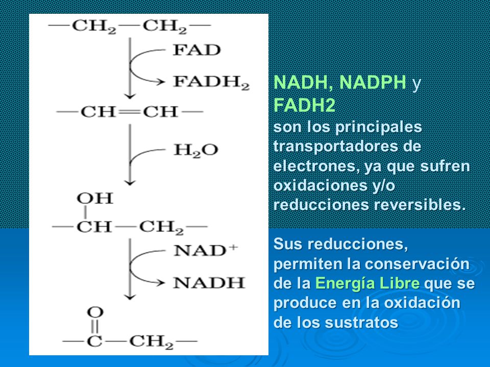 NADH, NADPH y FADH2 son los principales transportadores de electrones, ya que sufren oxidaciones y/o reducciones reversibles.