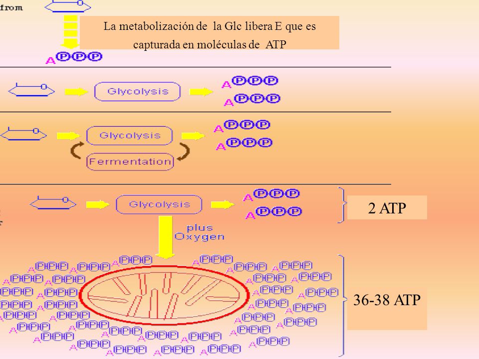 La metabolización de la Glc libera E que es capturada en moléculas de ATP