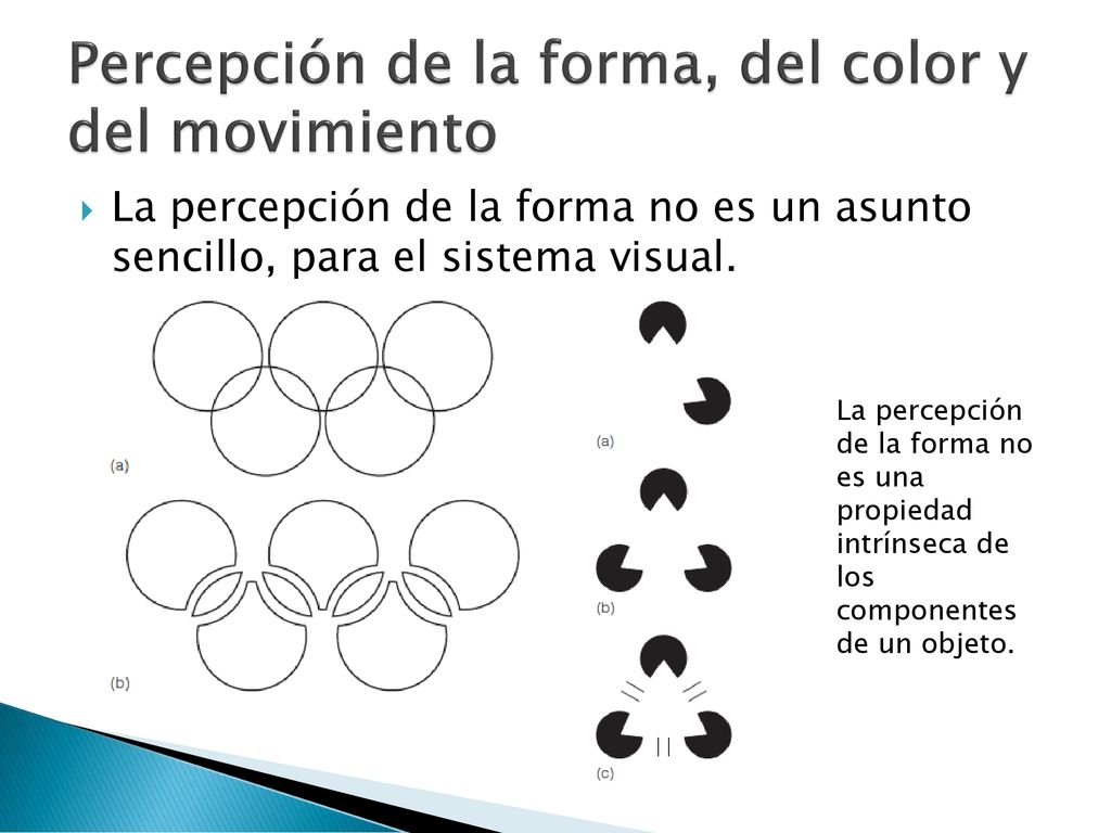 Percepción de la forma, del color y del movimiento