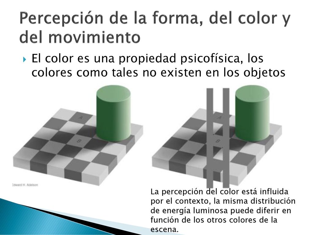 Percepción de la forma, del color y del movimiento