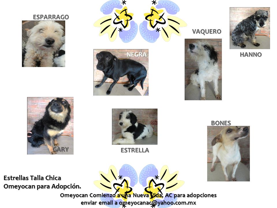 Estrellas Talla Chica Omeyocan para Adopción.