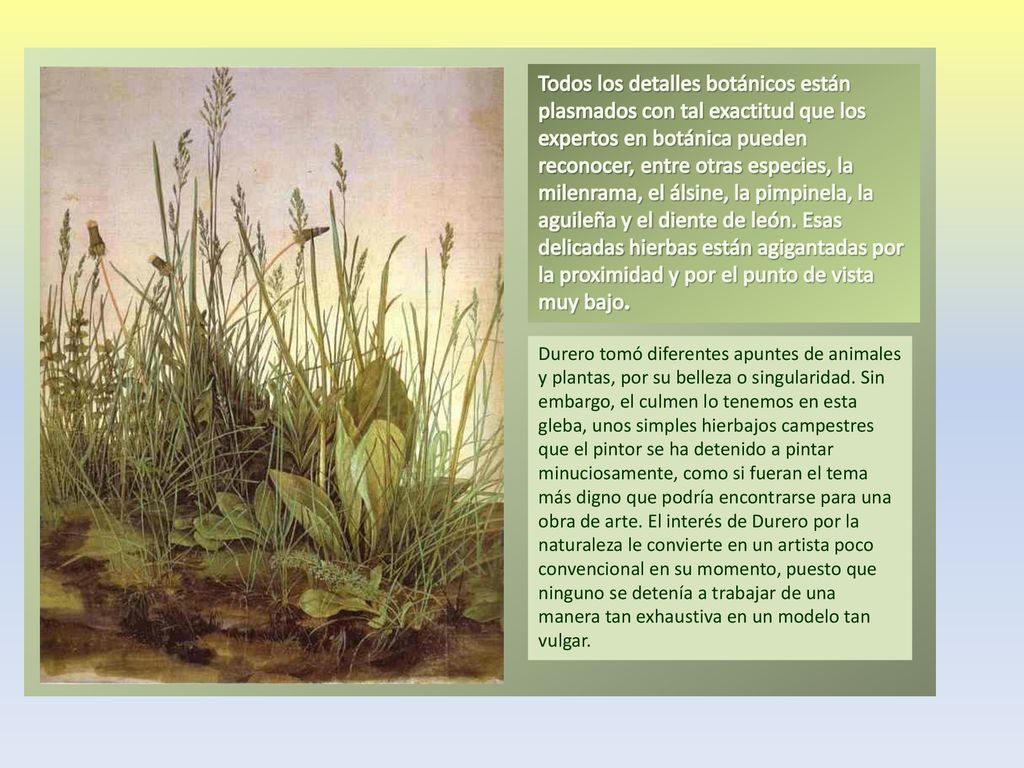 Todos los detalles botánicos están plasmados con tal exactitud que los expertos en botánica pueden reconocer, entre otras especies, la milenrama, el álsine, la pimpinela, la aguileña y el diente de león. Esas delicadas hierbas están agigantadas por la proximidad y por el punto de vista muy bajo.