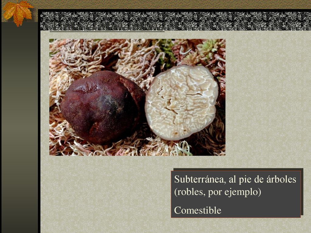 Trufa (Tuber rufum) Subterránea, al pie de árboles (robles, por ejemplo) Comestible