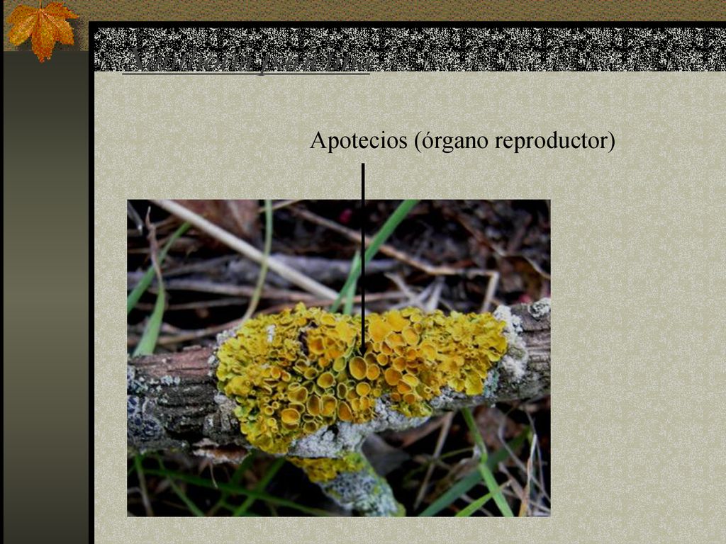 Xanthoria parietina Apotecios (órgano reproductor)