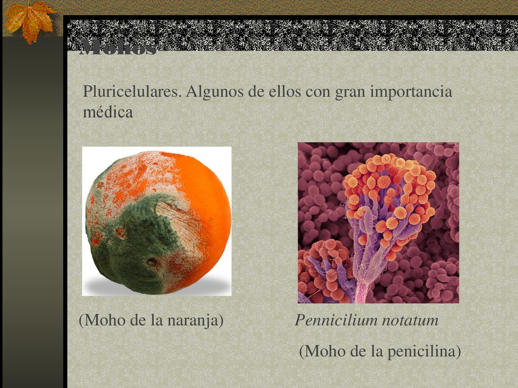 Mohos Pluricelulares. Algunos de ellos con gran importancia médica