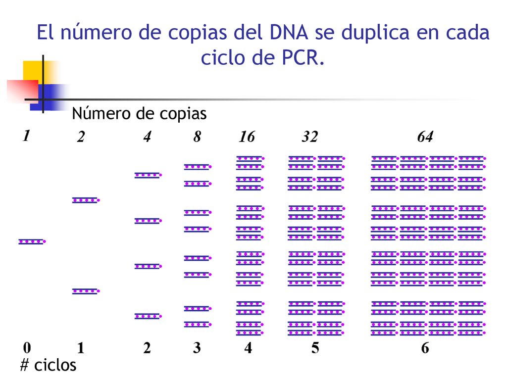 El número de copias del DNA se duplica en cada ciclo de PCR.