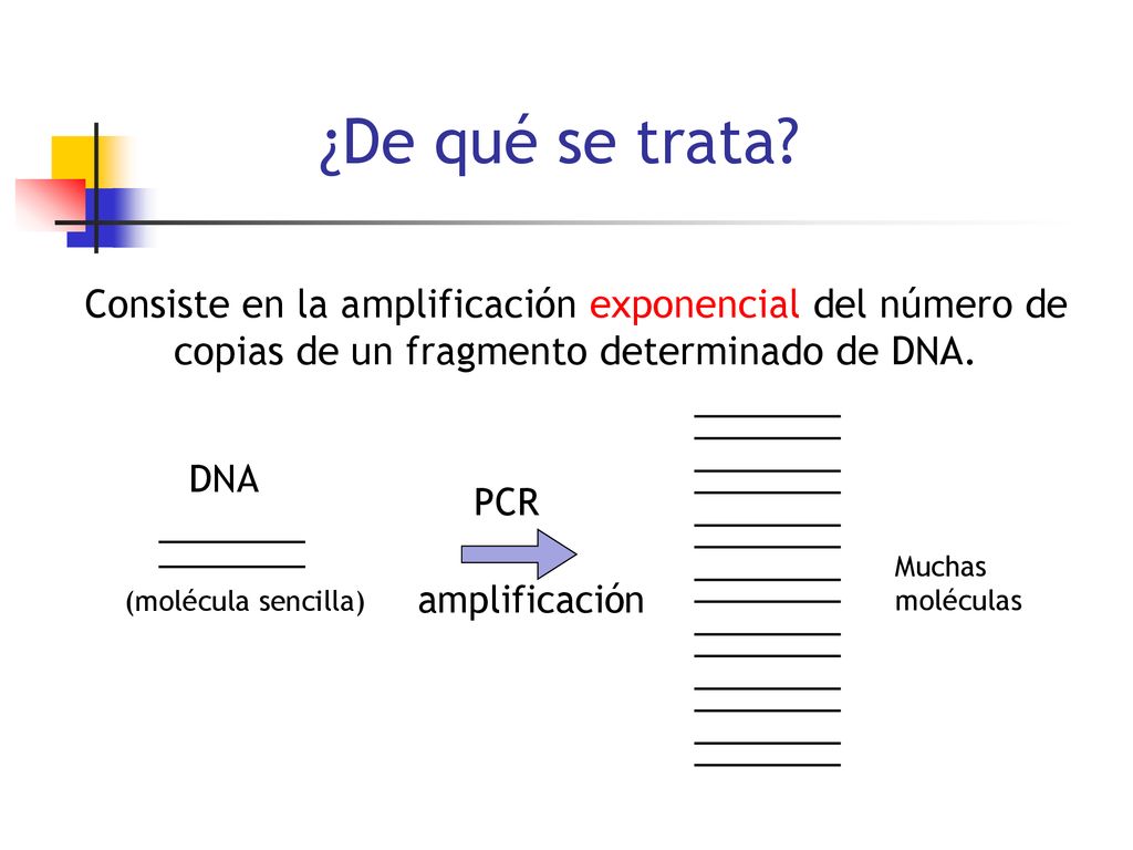 ¿De qué se trata Consiste en la amplificación exponencial del número de copias de un fragmento determinado de DNA.